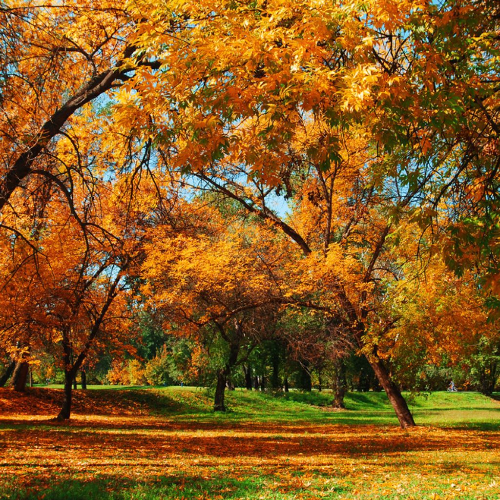 The Best Ways to Get an Awesome Autumn Backyard - SYNLawn Kansas City